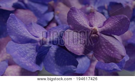 Violet orchidea, orchid flower background 3d render