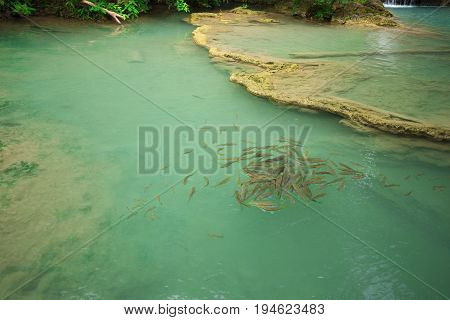 Neolissochilus Stracheyi Fish In Level 1 Of Erawan Waterfall, Kanchanaburi, Thailand