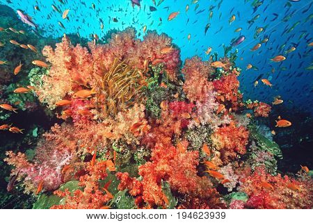 School of sea goldies amongst soft coral reef