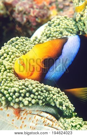 Orange-fin Anemonefish sheltering in anemone