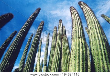 USA, Arizona, Organ Pipe Cactus against sky, low angle view