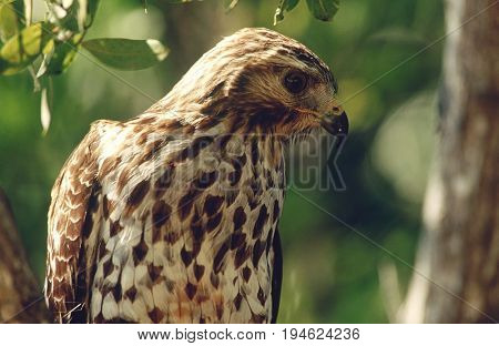 Close-up of Merlin (Falco columbarius)