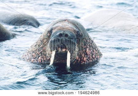Norway, Spitsbergen, Walruse in water, close up