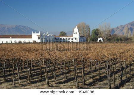 Vinyard