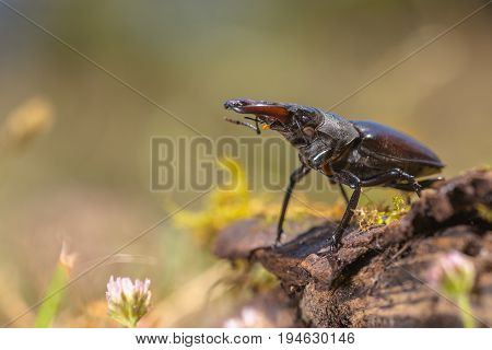 Stag Beetle (lucanus Cervus) Walking On A Log On The Forest Floor