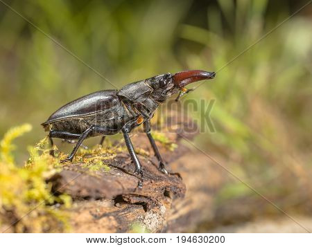Wild Stag Beetle (lucanus Cervus) Viewing From A Log On The Forest Floor