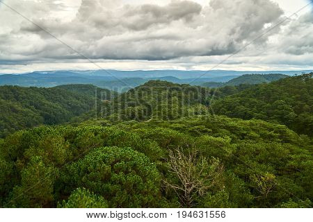 Pine trees high angle view from the Dalat Cable Car to the Truc Lam pagoda. Dalat, Vietnam.