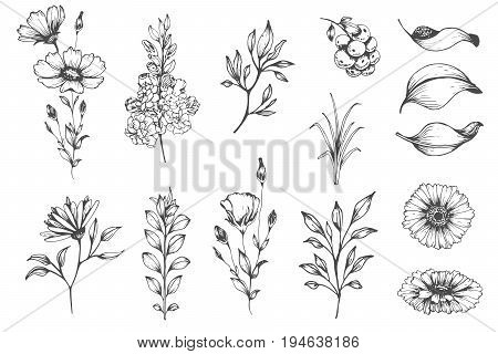 Vector collection of hand drawn plants. Botanical set of sketch flowers and branches