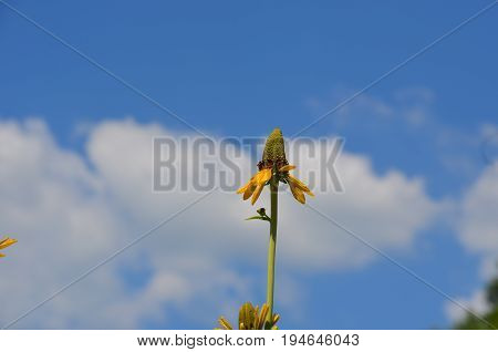 yellow cone flower coneflower  blue sky clouds