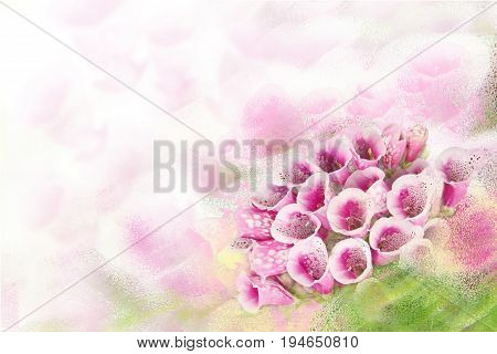 Romantic background with beautiful purple flowers Foxglove