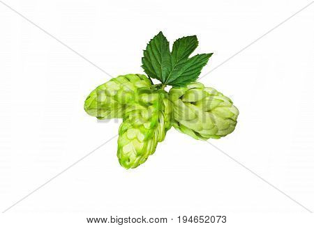 Green hop cones on a white background grown for brewing beer and bread as well as a seasoning for food
