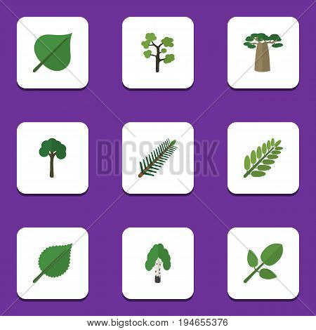 Flat Icon Ecology Set Of Baobab, Evergreen, Hickory And Other Vector Objects. Also Includes Alder, Park, Forest Elements.
