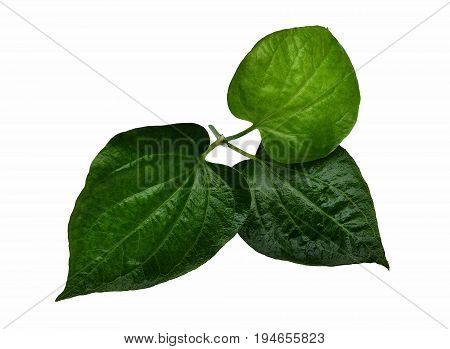 isolated leaves of wildbetal leafbush on white background and ingredient in Thai food