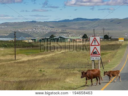 Two Cows Crossing Highway N2 At Eastern Cape In South Africa