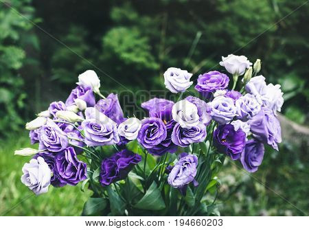 Closeup to beautiful purple and white lisianthus (tulip gentian, texas blue bell). Eustoma Grandiflorum. Bridal bouquet of white and lilac flowers of eustomas.