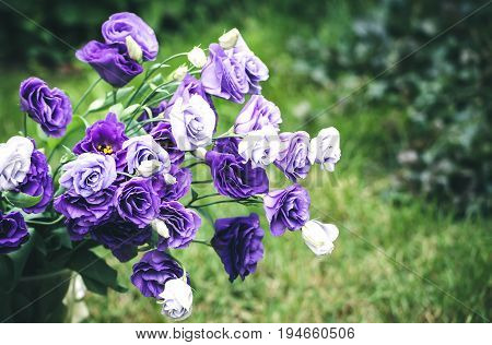 Closeup to beautiful purple and white lisianthus (tulip gentian, texas blue bell). Eustoma Grandiflorum. Bridal bouquet of white and lilac flowers of eustomas.