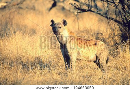 Spotted Hyena (Crocuta Cocuta) standing on savannah