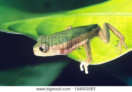 Green Frog on Leaf