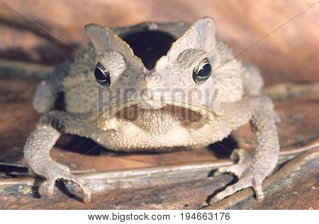 Grey Frog