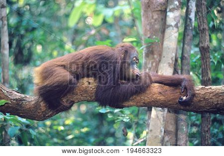 Orangutan resting on branch in forest