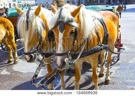 Central place in Salzburg city with carriages and horses, Austria