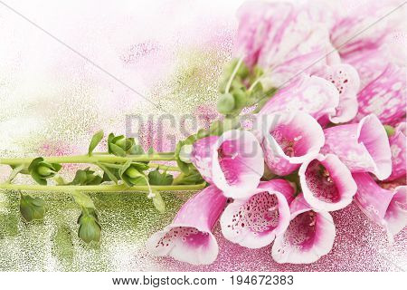 Background with bouquet of beautiful purple flowers Foxglove