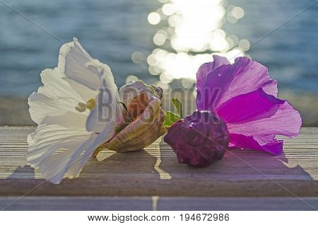 Seashells and flowers on the wooden sun lounger near the sea