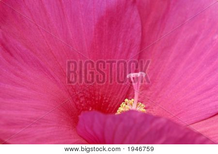 Hibiscus