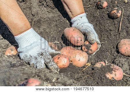 Hands in gloves harvesting potatoes in the vegetable garden