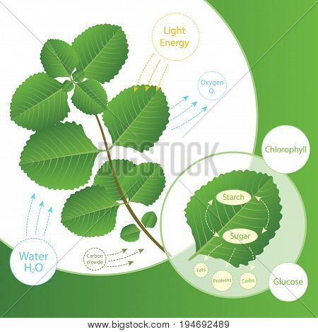 Colorful vector illustration of the photosynthesis process in plant. Plants make food using sunlight. Biology scheme of photosynthesis for education.