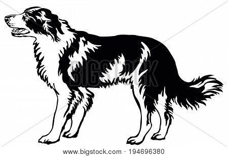 Decorative portrait of standing in profile dog border collie vector isolated illustration in black color on white background