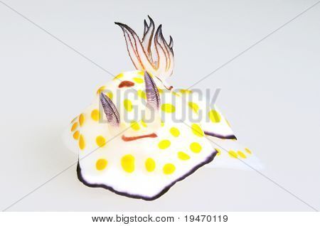 Nudibranch isolated on white background