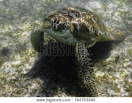 Green sea turtle eating sea grass at the bottom of the bay in St John USVI