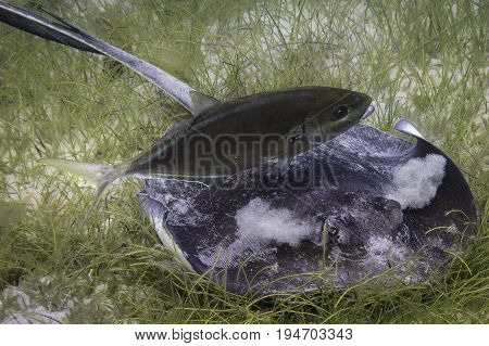 Stingray buffing sand through its gills as it hunts for food at the bottom of the bay in St John USVI