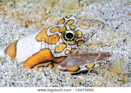 Clown zee snake eel met zijn mond wijd open