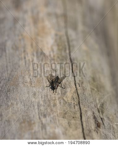 Fly on old tree in summer day in Pieniny national park