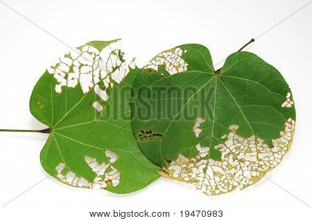 Folhas comidas por insetos em fundo branco