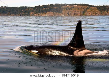 Onyx blows a rainbow, southern resident killer whale.