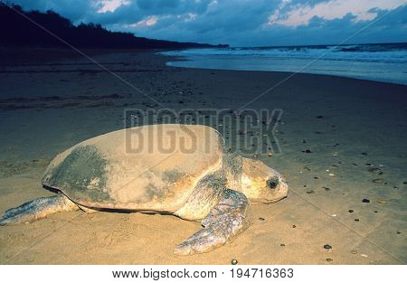 Leatherback Turtle on beach