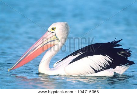 Australian Pelican on water