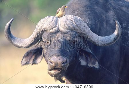 Cape Buffalo (Syncerus Caffer) with bird on head close-up