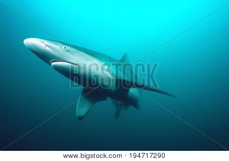 Aliwal Shoal, Indian Ocean, South Africa, tiger shark (Galeocerdo cuvieri) swimming in ocean