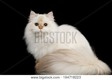 British breed Cat White color-point with magic Blue eyes and Furry tail Sitting on Isolated Black Background