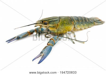 Crayfish or Freshwater lobster on a white background.