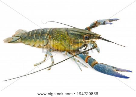 Crayfish or Freshwater lobster on a white background.