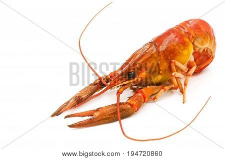 Boiled Crayfish or Freshwater lobster on a white background.