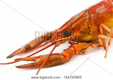 Boiled Crayfish or Freshwater lobster on a white background.