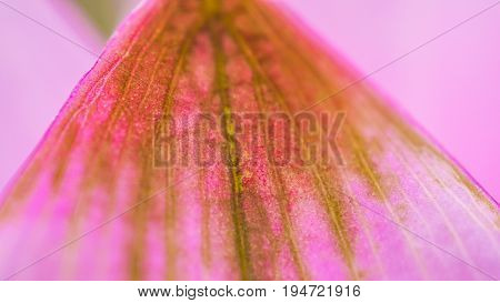 Woman Beauty And Cosmetic Abstract Concept. Old Dreid Pink Petal, Vagina Metaphor
