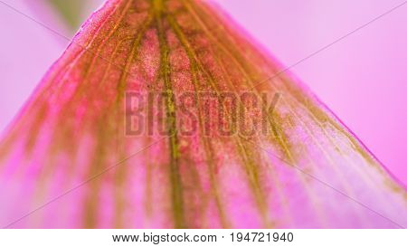 Woman Beauty And Cosmetic Abstract Concept. Old Dreid Pink Petal, Vagina Metaphor