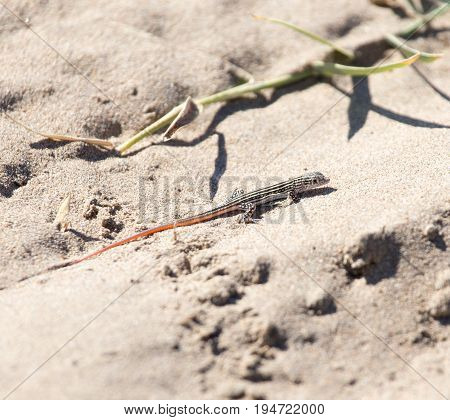 Lizard in desert . Photo of wildlife in the park